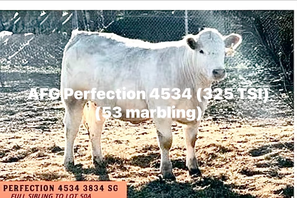 AFG Perfection 4534 standing in a pasture in Tom Greco’s public photograph