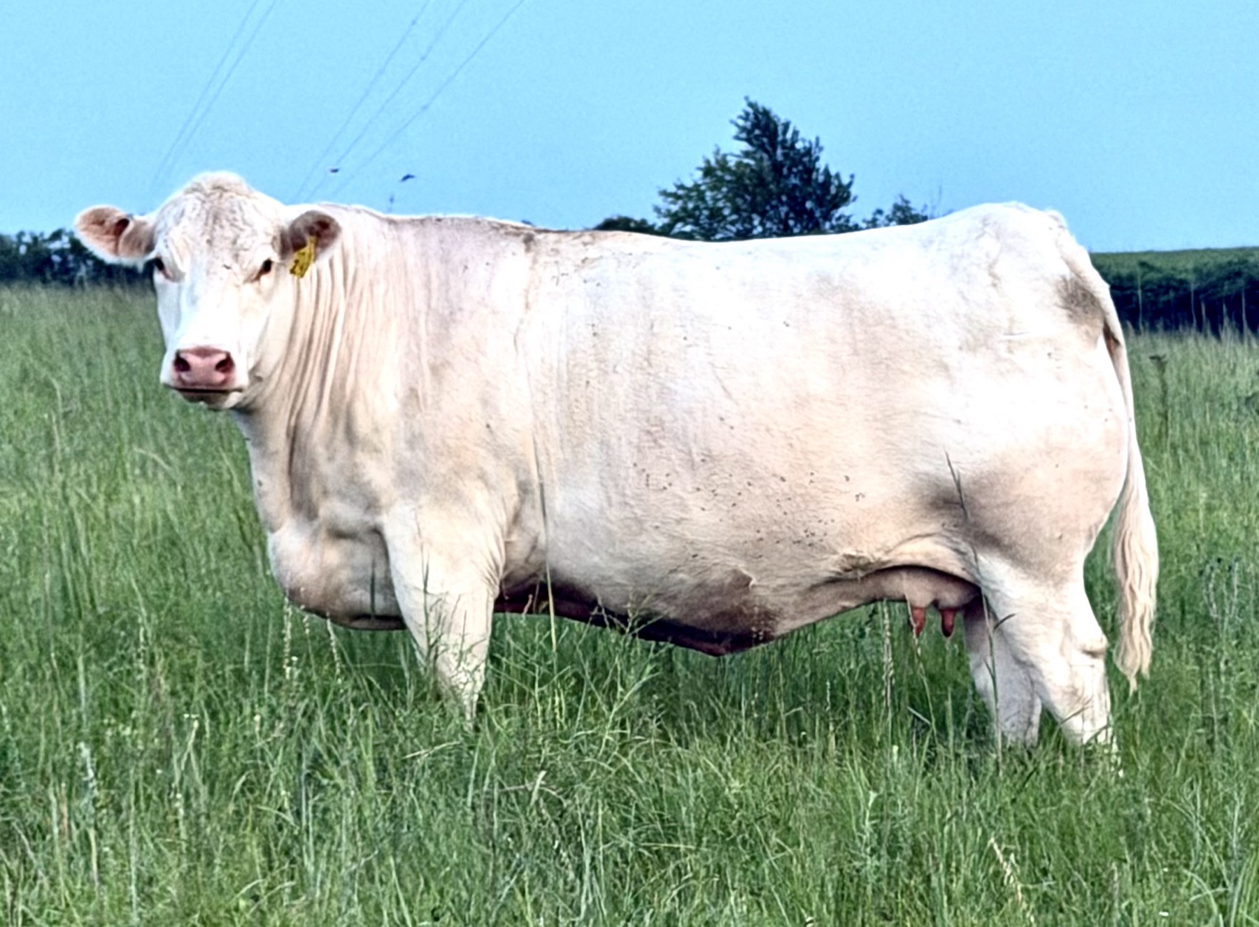 White Charolais cow standing in a green pasture
